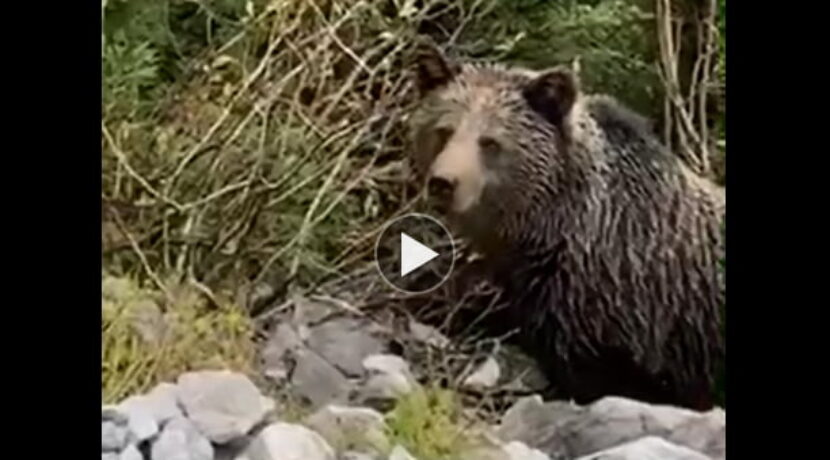 Bliskie spotkanie z niedźwiedziem w Dolinie Kościeliskiej (FILM)