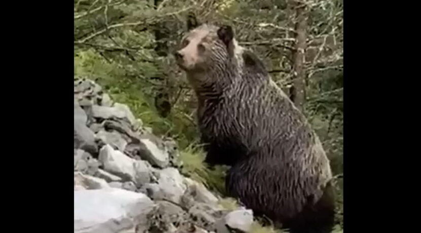 Spotkanie z niedźwiedziem w Dolinie Kościeliskiej – komentarz przyrodnika z TPN