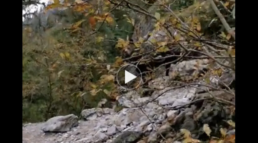Niedźwiedź w Dolinie Kościeliskiej – nagranie z innej kamery (FILM)