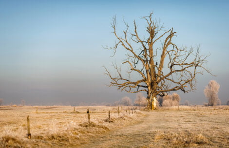 Słynne drzewo w Czarnym Dunajcu przestało istnieć