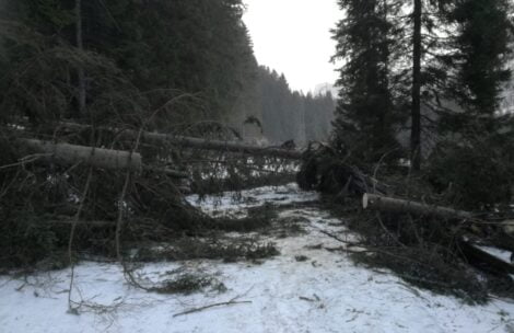 Powalone drzewa na drodze do Morskiego Oka. Skrajnie niebezpieczne warunki w górach!