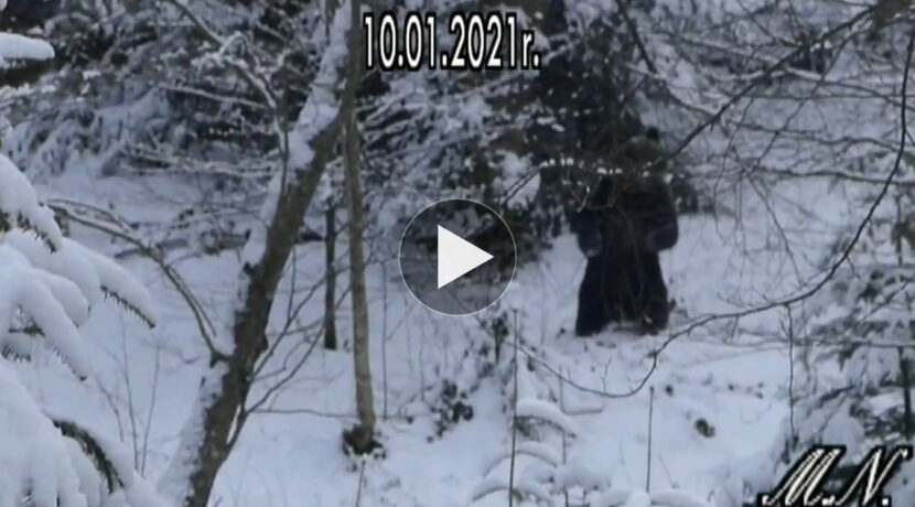 „Naubliżałem dzisiaj niedźwiedziowi” – czyli jak zachować stalowe nerwy w lesie (FILM)