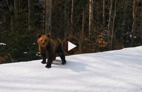 Bliskie spotkanie z niedźwiedziem na stoku narciarskim (FILM)