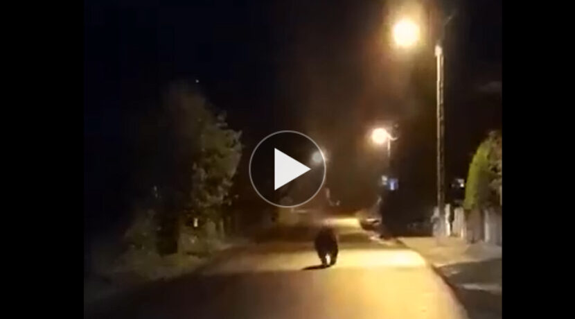 Niedźwiedź w podhalańskiej miejscowości. Nietypowe nocne spotkanie (FILM)