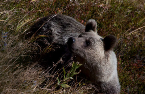 Niedźwiedź ugryzł turystę w Tatrach – znamy szczegóły wydarzeń