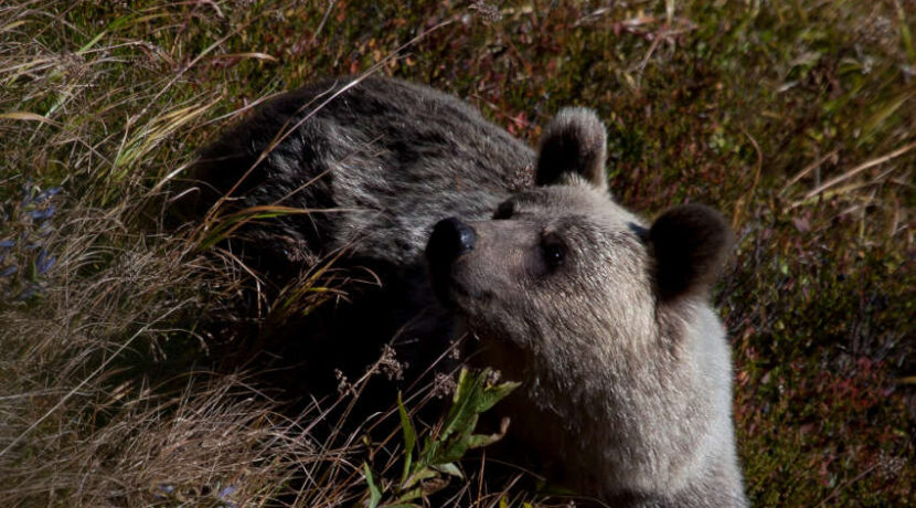 TPN zamyka tatrzański szlak. Powodem bliskość gawry niedźwiedzia