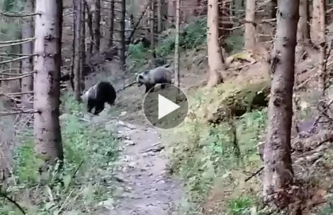 Zaskakujące spotkanie w Tatrach. Niedźwiedzie nagle weszły na szlak (FILM)