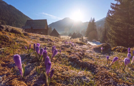 Kwitnienie krokusów w Tatrach i na Podhalu – TIMELAPSE
