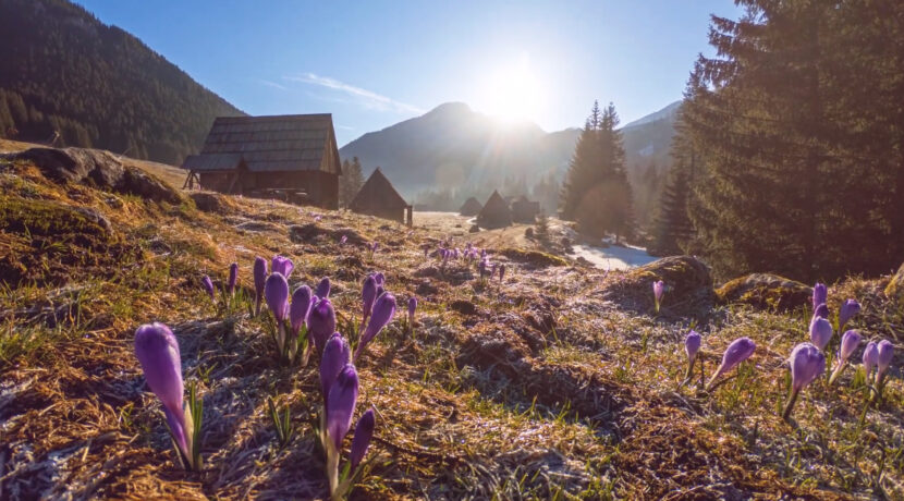 Kwitnienie krokusów w Tatrach i na Podhalu – TIMELAPSE