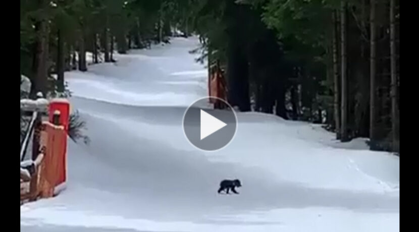 Mały niedźwiadek na nartostradzie do Kuźnic (FILM)