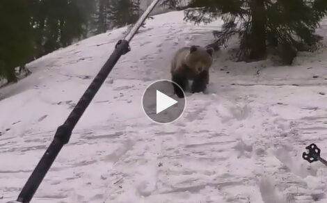 Słowacy zabili niedźwiedzia. „Zaczął zagrażać bezpieczeństwu turystów” (FILM)