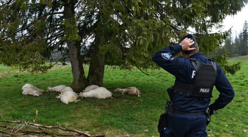 Piorun zabił 11 owieczek u wylotu Doliny Chochołowskiej