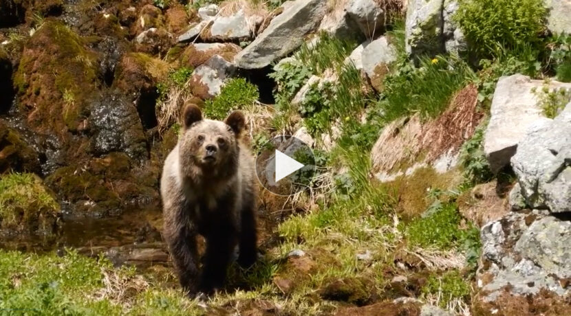 Atak niedźwiedzia w Tatrach Zachodnich (MOCNE NAGRANIE)