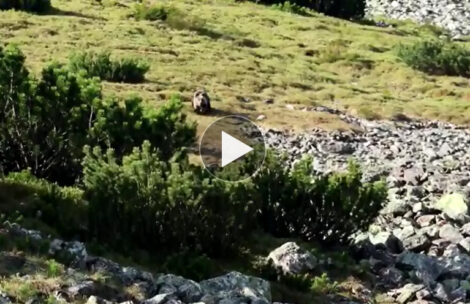 Polujący niedźwiedź, chroniąca młode łania…Niezwykłe spotkanie z tatrzańską przyrodą (FILM)