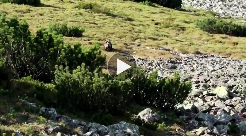 Polujący niedźwiedź, chroniąca młode łania…Niezwykłe spotkanie z tatrzańską przyrodą (FILM)
