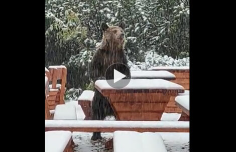 Niedźwiedź z wizytą w schronisku Murowaniec (FILM)
