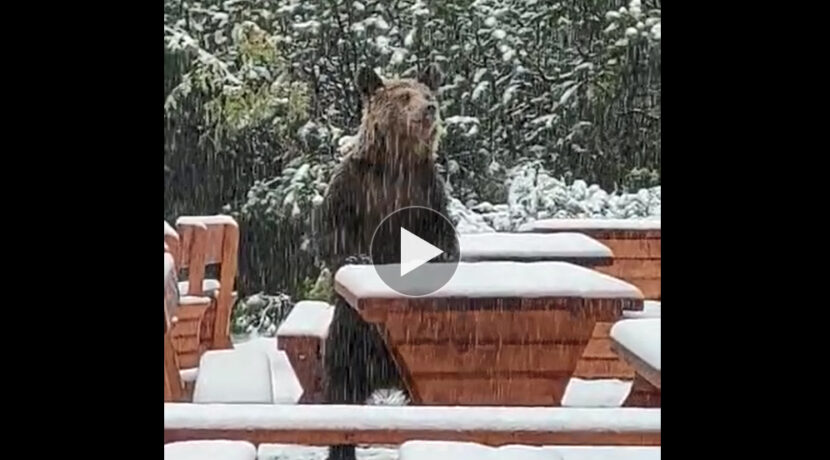 Niedźwiedź z wizytą w schronisku Murowaniec (FILM)