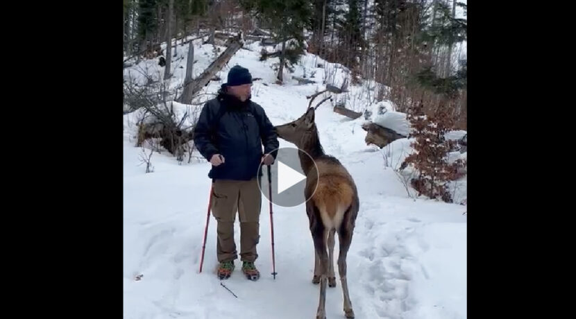 Bliskie spotkanie z jeleniem w Tatrach (FILM)