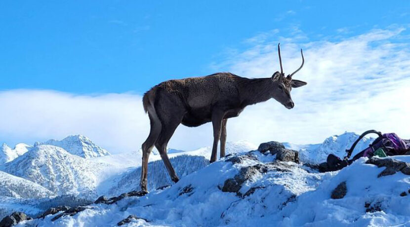 „Słodkie zwierzątko stało się agresywne” – pouczająca relacja ze spotkania z jeleniem w Tatrach