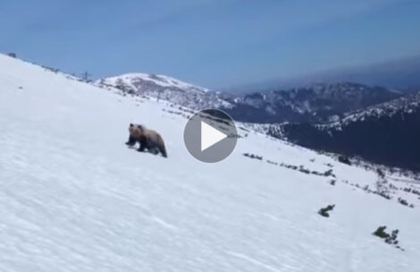 Nieoczekiwane spotkanie z niedźwiedziem w Tatrach (FILM)