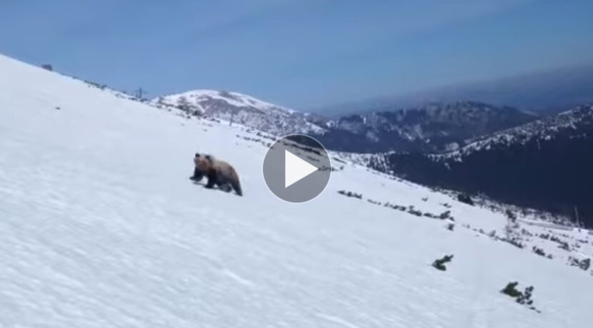 Nieoczekiwane spotkanie z niedźwiedziem w Tatrach (FILM)