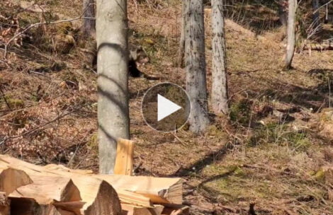 Spotkanie z niedźwiedziem przy szlaku na Kalatówki (FILM)