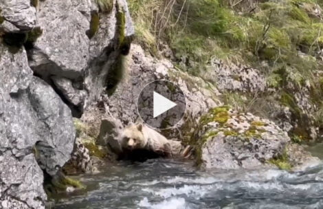 Niedźwiedź w Dolinie Kościeliskiej – kąpiel w zimnym potoku (FILM)