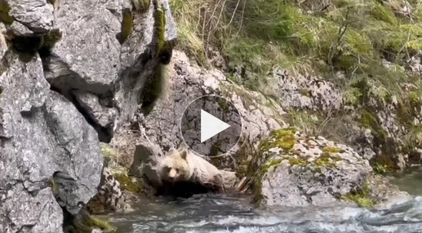 Niedźwiedź w Dolinie Kościeliskiej – kąpiel w zimnym potoku (FILM)