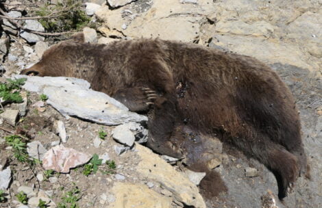 W Tatrach znaleziono martwą niedźwiedzicę