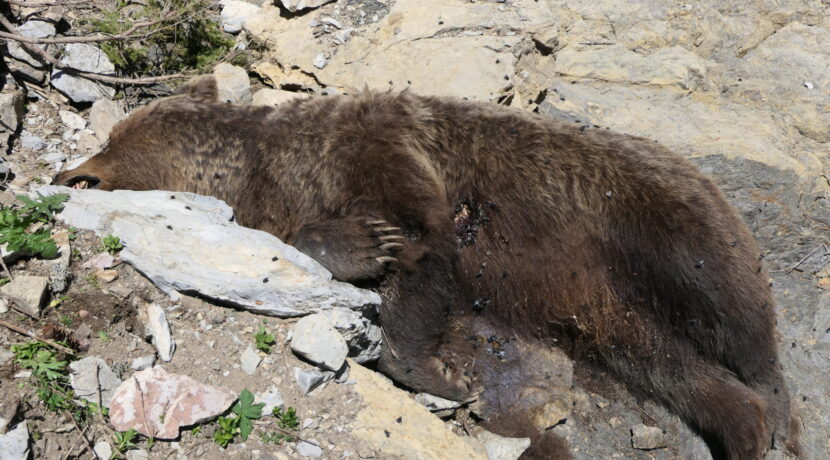 W Tatrach znaleziono martwą niedźwiedzicę