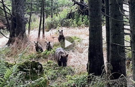 Ależ spotkanie! Niedźwiedzia rodzina w Dolinie Chochołowskiej (FILM)