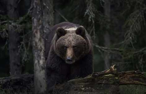 Tragedia w Niżnych Tatrach. Kobieta zginęła uciekając przed niedźwiedziem