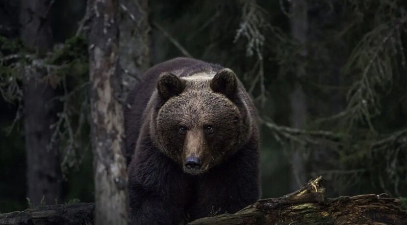 Tragedia w Niżnych Tatrach. Kobieta zginęła uciekając przed niedźwiedziem