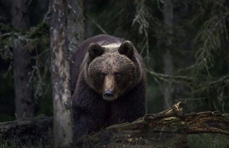 Kolejne niebezpieczne spotkanie z niedźwiedziem. Mężczyzna poważnie ranny