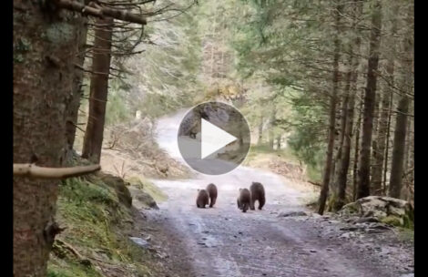Niedźwiedzia rodzina na szlaku w Dolinie Kościeliskiej (FILM)