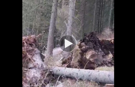 Drzewo spada na szlak tuż obok turystów. Bardzo niebezpiecznie w Tatrach! (FILM)