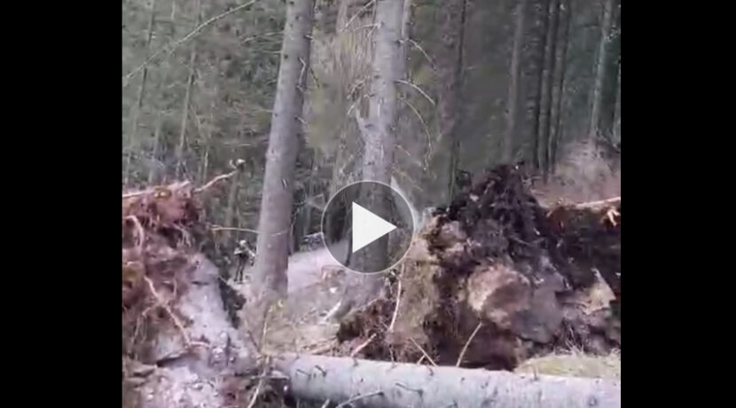 Drzewo spada na szlak tuż obok turystów. Bardzo niebezpiecznie w Tatrach! (FILM)