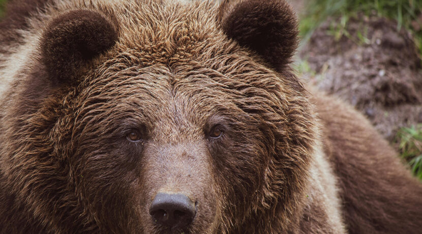 Kolejny atak niedźwiedzia na Słowacji