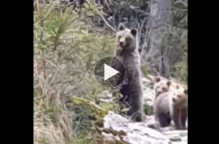 Co za scena! Niedźwiedzia rodzina na szlaku w Dolinie Kościeliskiej (FILM)