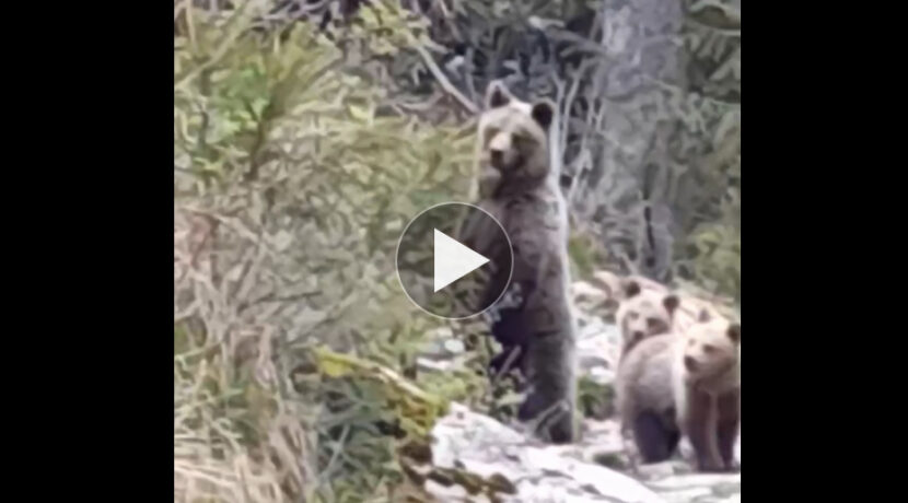 Co za scena! Niedźwiedzia rodzina na szlaku w Dolinie Kościeliskiej (FILM)