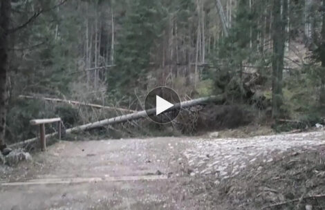 Wichura w Tatrach! Drzewa przewracają się na szlaki (FILM)