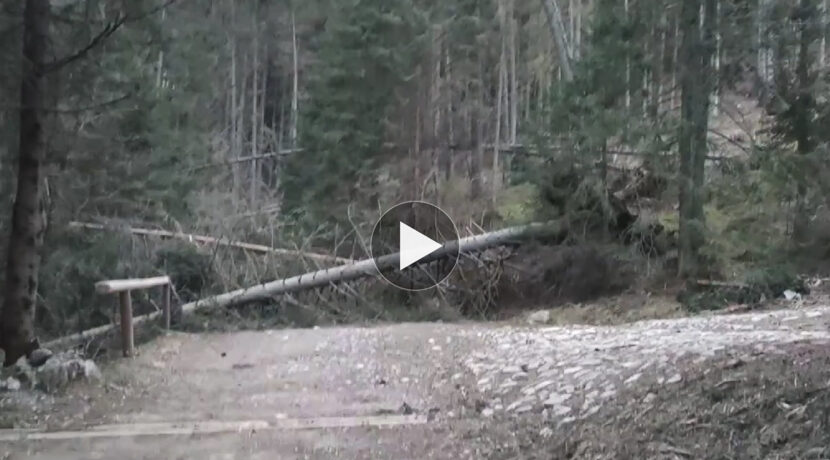 Wichura w Tatrach! Drzewa przewracają się na szlaki (FILM)