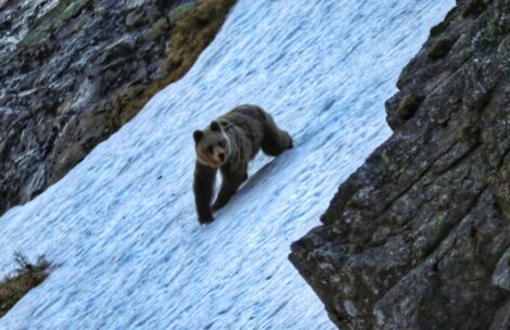 Krzyczenie, rzucanie kanapkami…szokujące zachowania turystów wobec niedźwiedzia w Tatrach