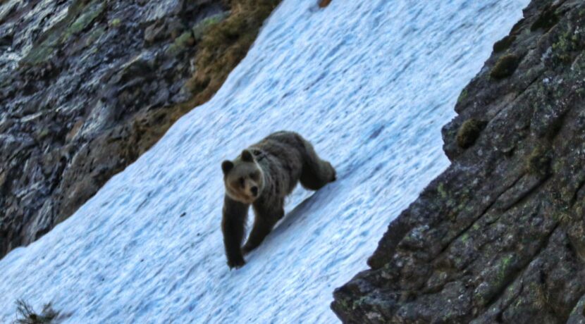Krzyczenie, rzucanie kanapkami…szokujące zachowania turystów wobec niedźwiedzia w Tatrach